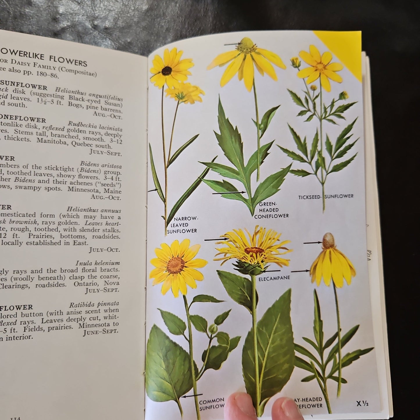 A Foeld Guide to Wildflowers - [ash-ling] Booksellers