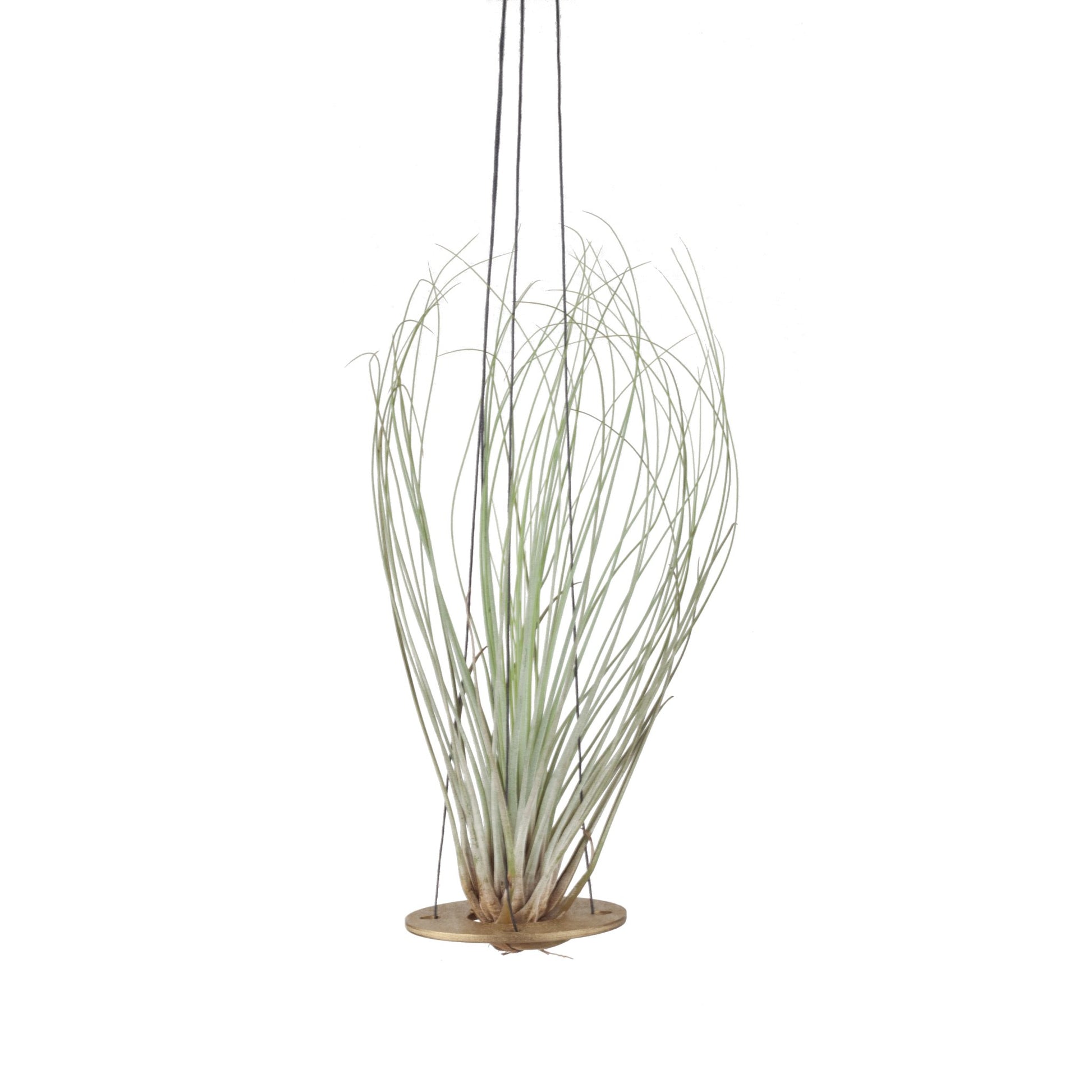 Minimal Air Plant Hanger - [ash-ling] Booksellers