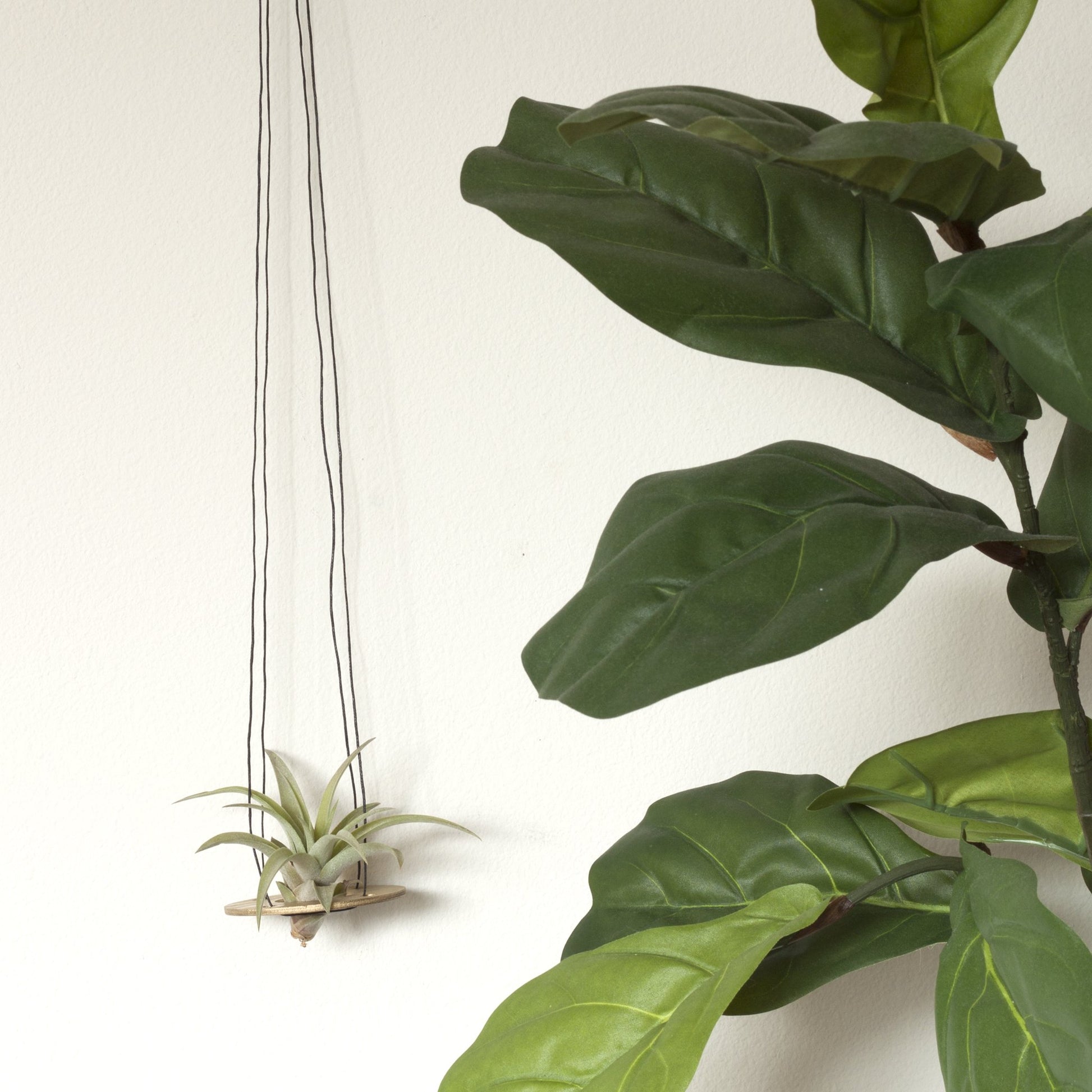 Minimal Air Plant Hanger - [ash-ling] Booksellers