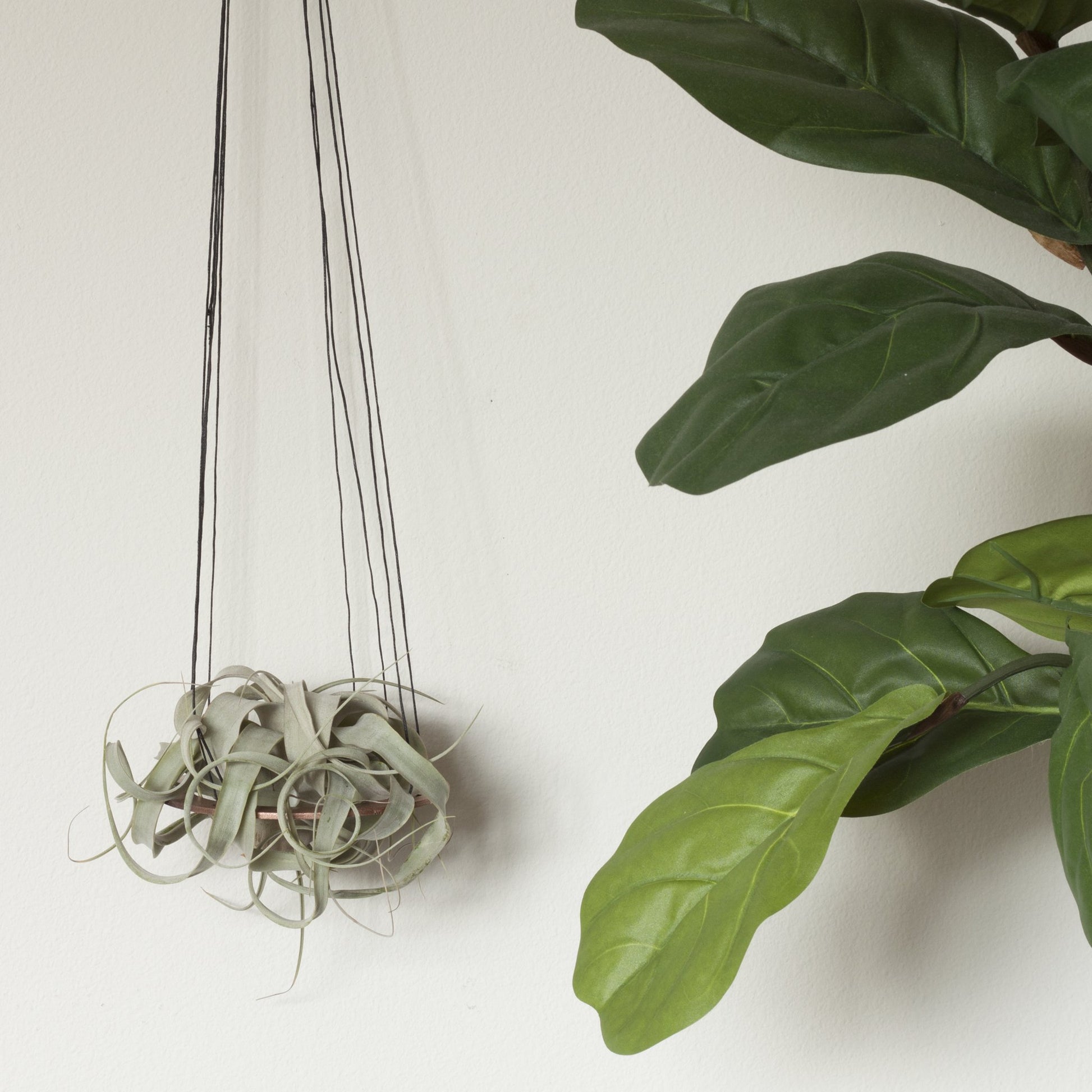 Minimal Xerographica Plant Hanger - [ash-ling] Booksellers