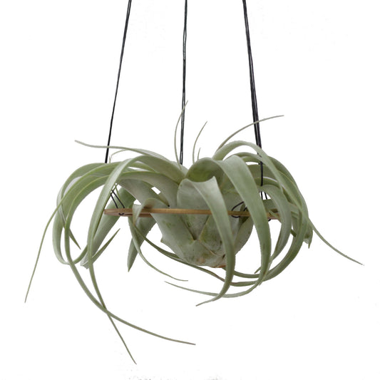 Minimal Xerographica Plant Hanger - [ash-ling] Booksellers